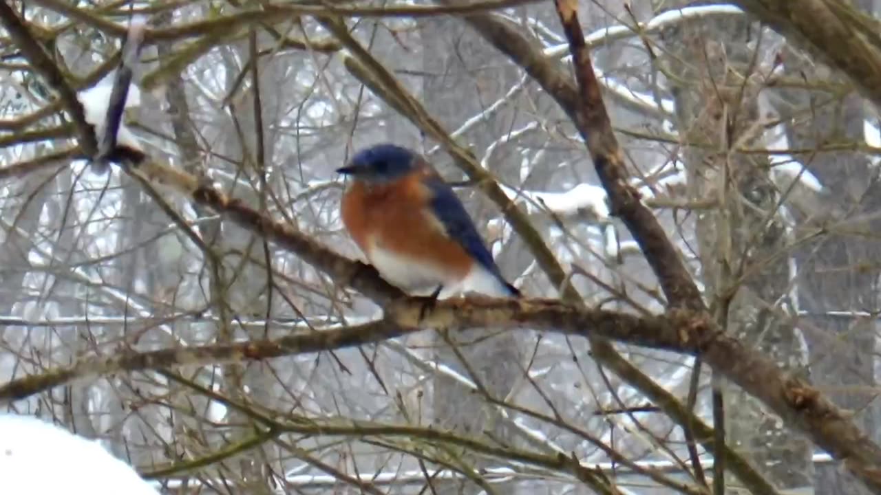 Bluebird