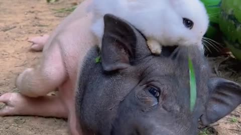 rabbit and pigiiie playing