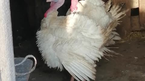 Turkeys speak Russian