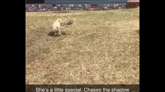Funniest Animals- Best of Year 2022 Funny Animals Clips- Cutest Ever!