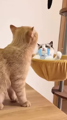 Cutest fight ever ☺️☺️💕