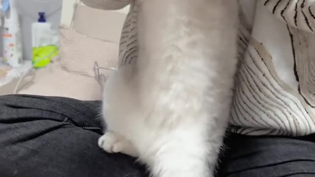 Cat cat # was forced openThe whole family!