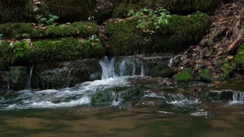 Relaxing Zen Music - Calm river in the forest