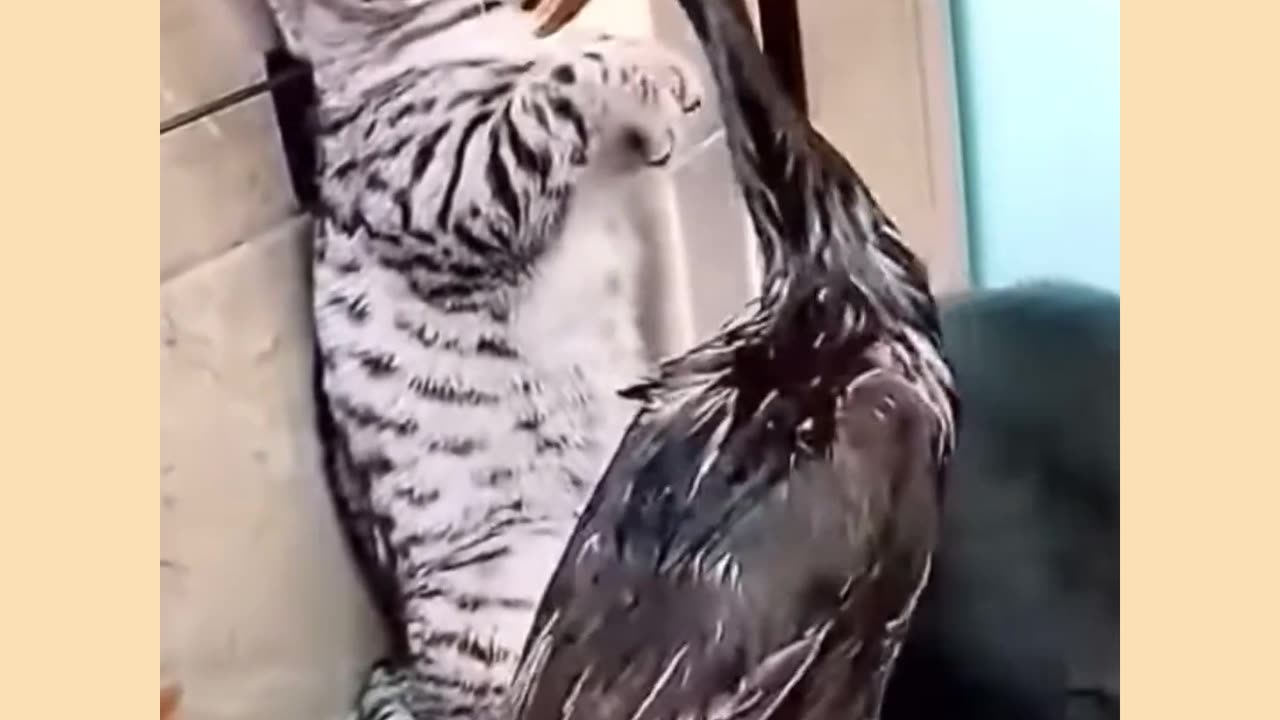 Funny cat and duck video