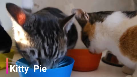 Cats Drinking