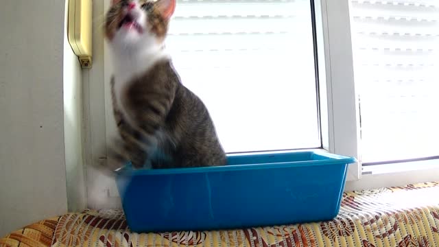 Cute Kitten Plays from a Basin