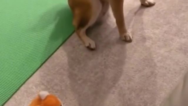 That dog is startled 🤣
