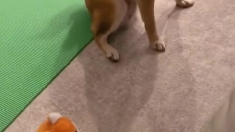 That dog is startled 🤣