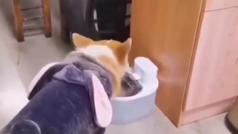 Is a good animals mood on 😂😂