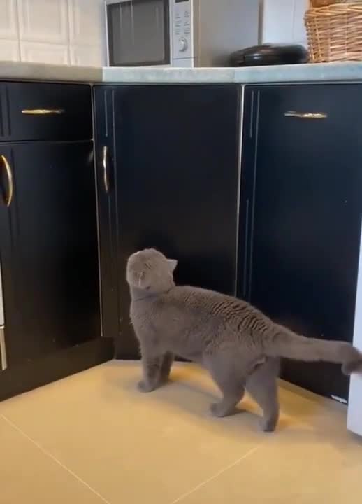 Baby Cats Cute and Funny Baby Cat Videos Compilation #shorts 6