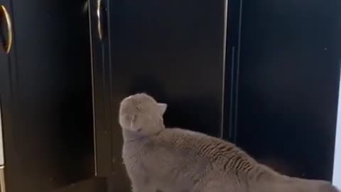 Baby Cats Cute and Funny Baby Cat Videos Compilation #shorts 6