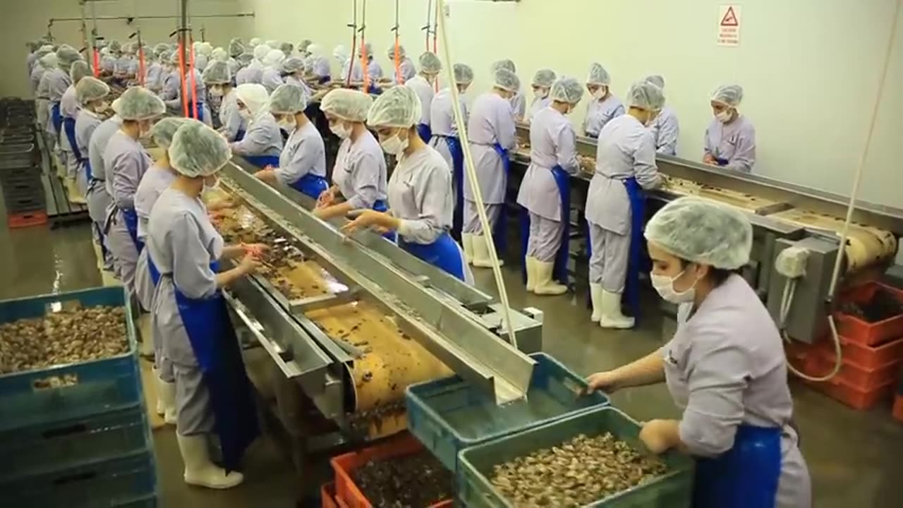 Amazing Snail Farm Technology 🐌 - Snail Harvest and Processing - Products of Snail Snail caviar
