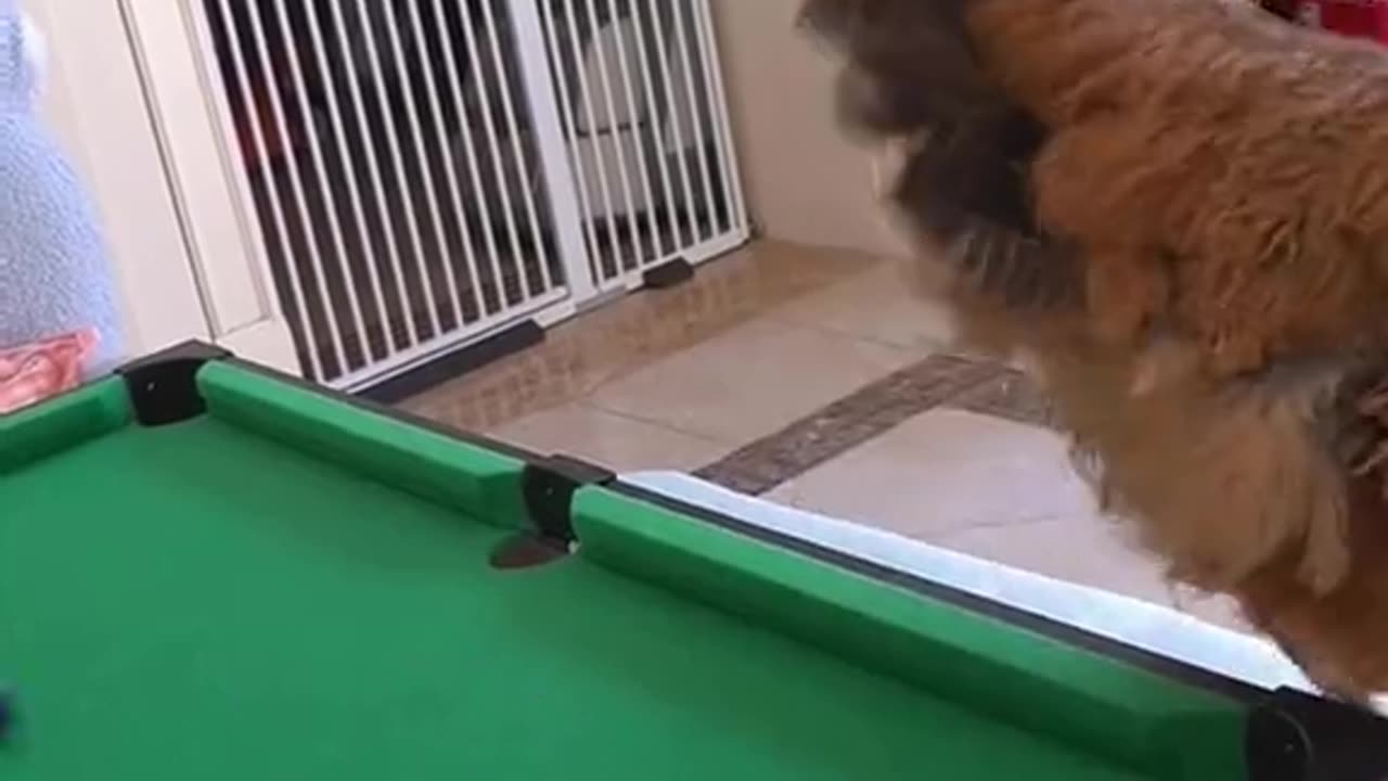 Viral pet video