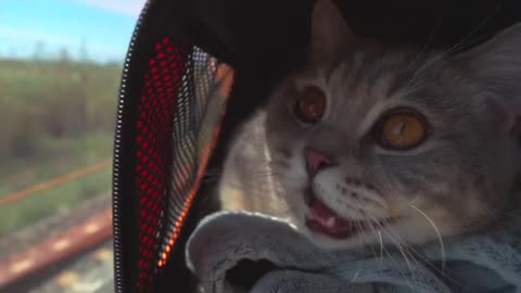 cute cat with big beautiful eyes