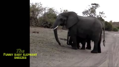 Cute angry baby elephant