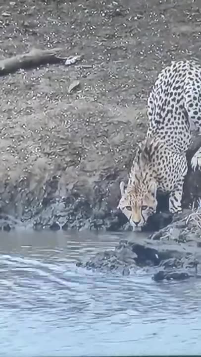 Crocodile attack Leopard