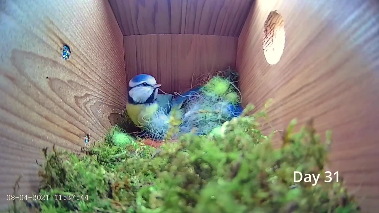 bird making their nest