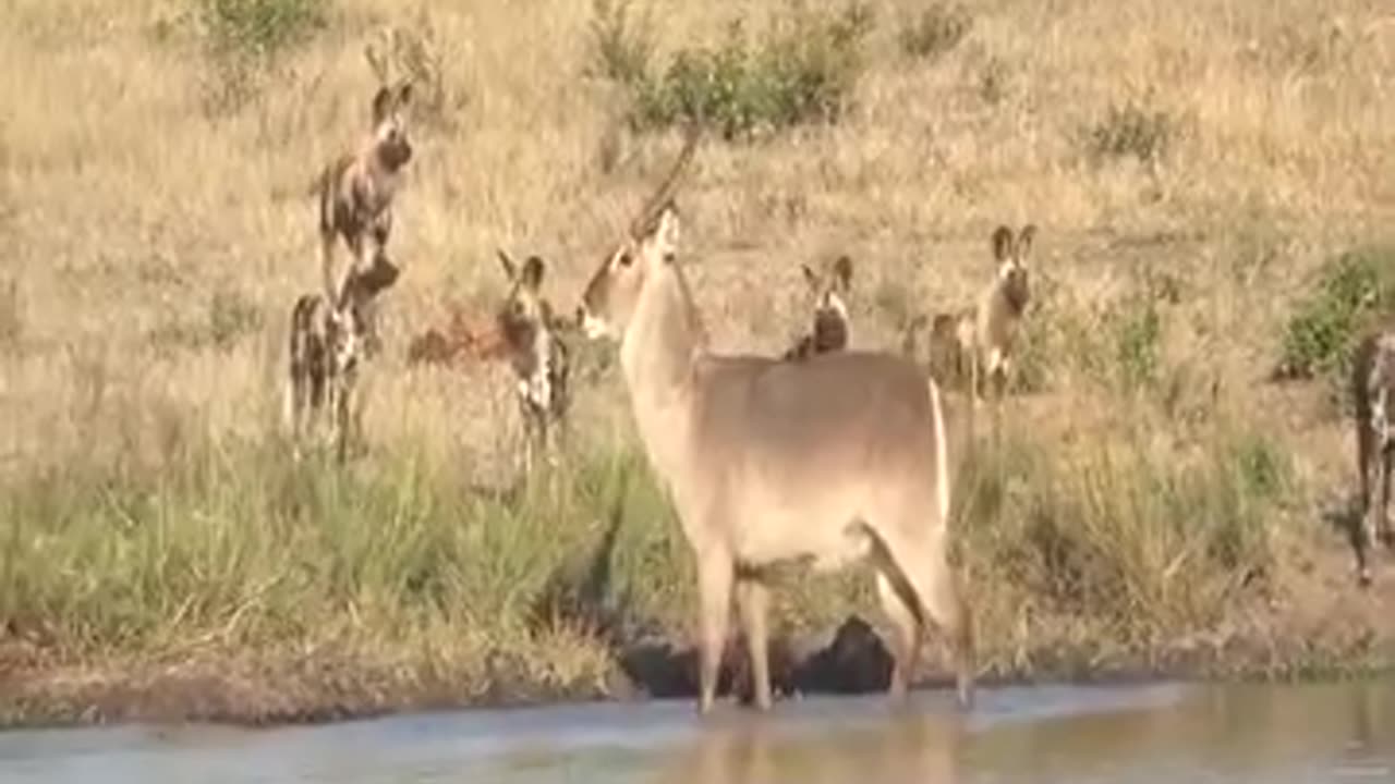 Hippo attack Waterbuck