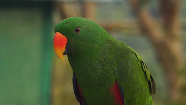 Cute Action Parrot