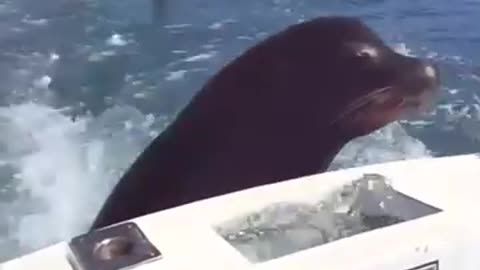 Feeding the sea lions