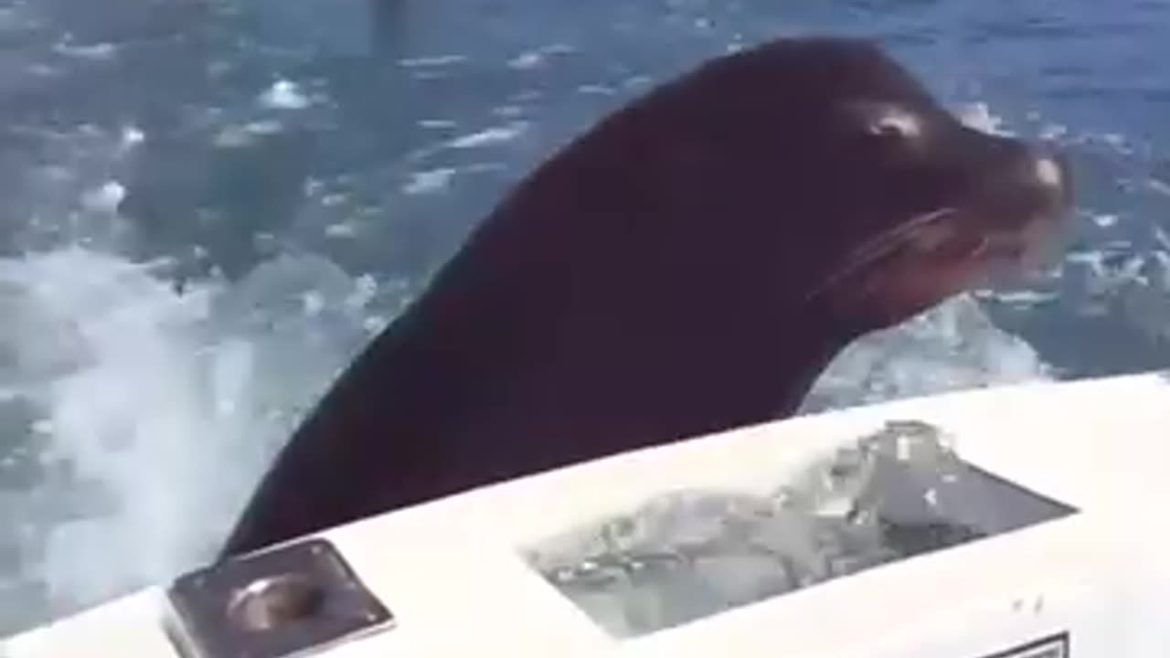 Feeding the sea lions