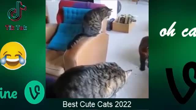 Best Funny Animals Video 2022😁 | Best Dogs And Cats Video 🐭🐕