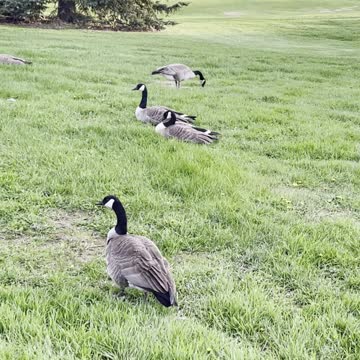 Geese relaxing on grass
