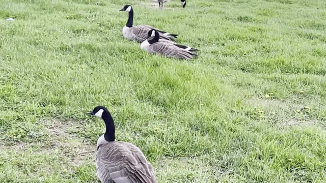 Geese relaxing on grass