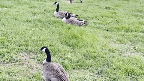 Geese relaxing on grass