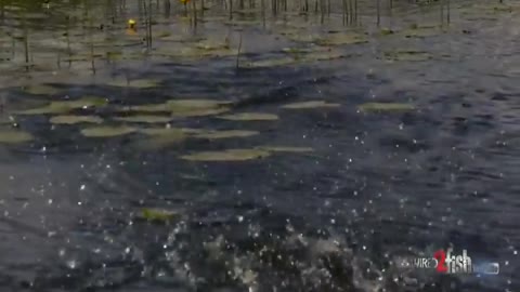 This is a beautiful and charming water-dwelling species