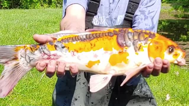 Chateaux Gatto - Part 1 - Stocking private pond with Koi and Mirror Carp