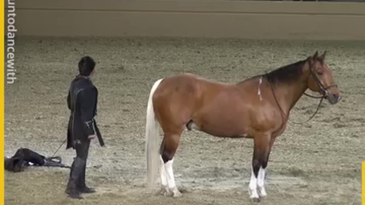 Best horse act ever