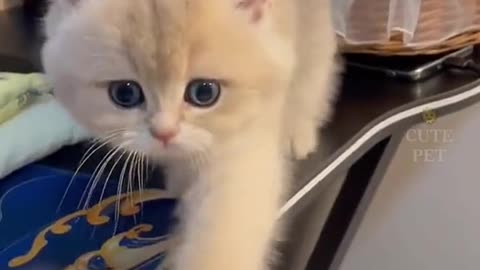 Kitten