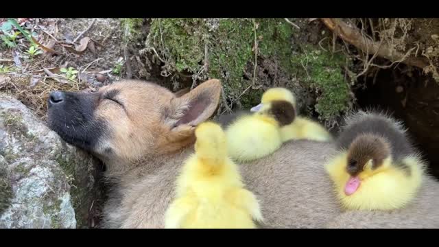 The duckling is on the dog