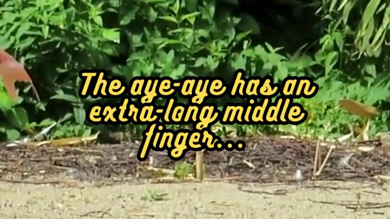 Animal Facts Aye-Aye Finger #shorts