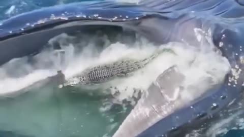 Humpback whale