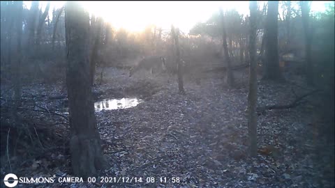 Backyard Trail Cam - Deer at Dawn