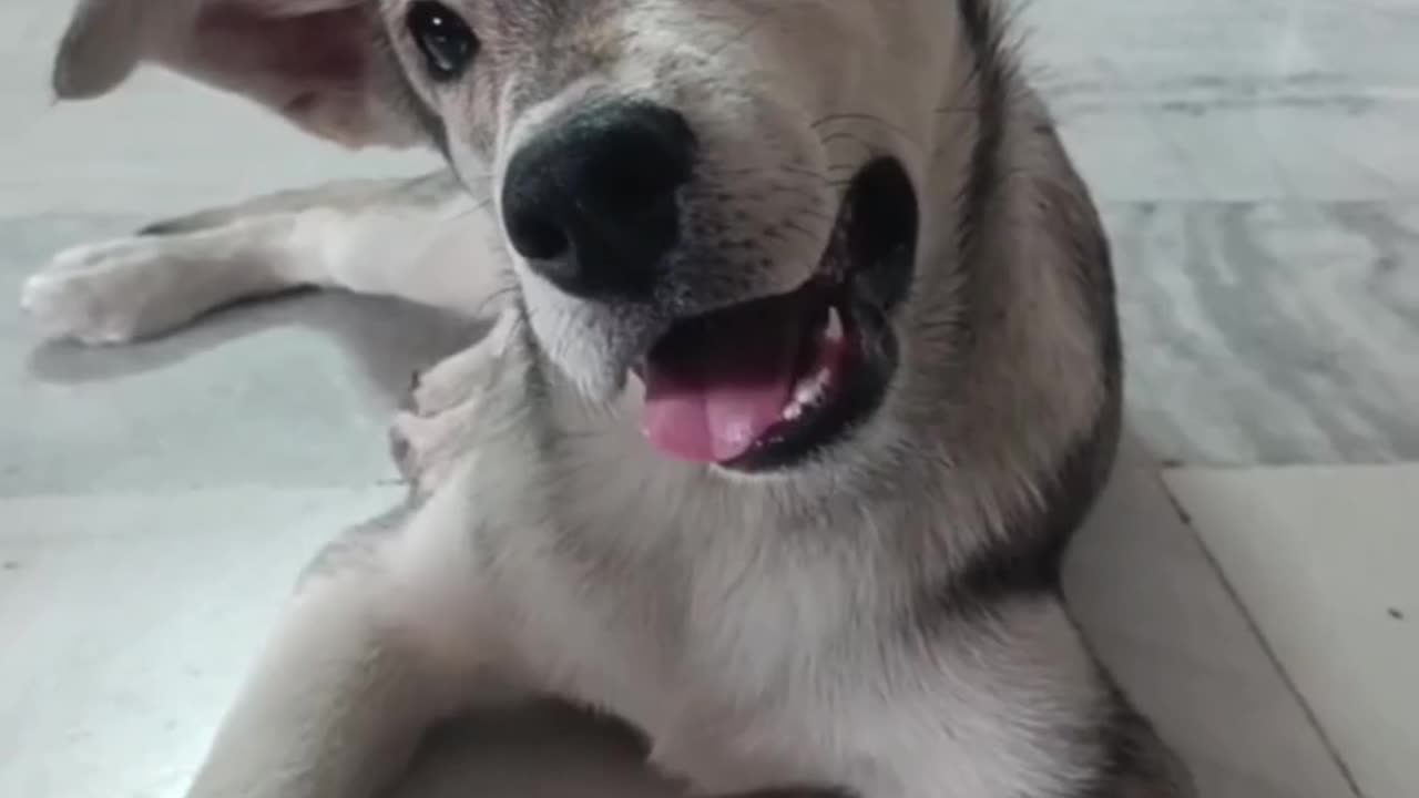 Dogs funny video