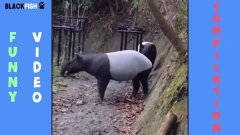 FUNNY animals!