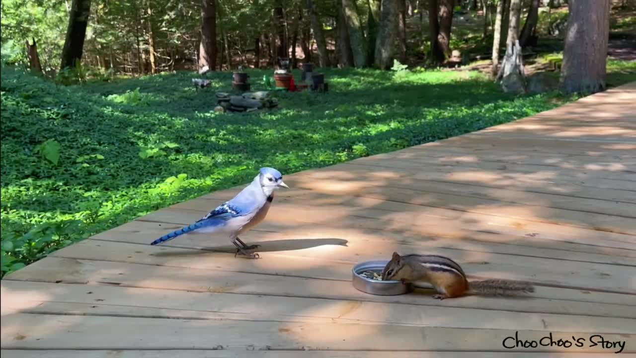 다람쥐와 블루제이 중 누가 서열이 더 높을까_ Who's The Winner Between Chipmunk And Blue Jay_