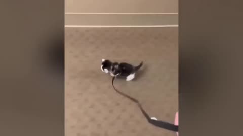 funny videos