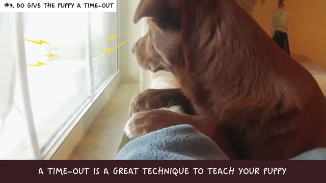 10 Easy Ways to Train a Naughty Dog