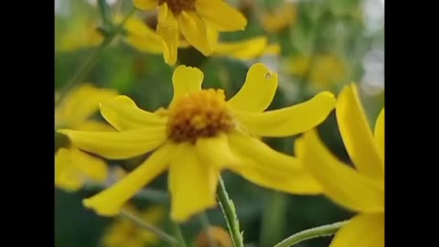 meditation music with flower, meditation music with flower, #Meditation