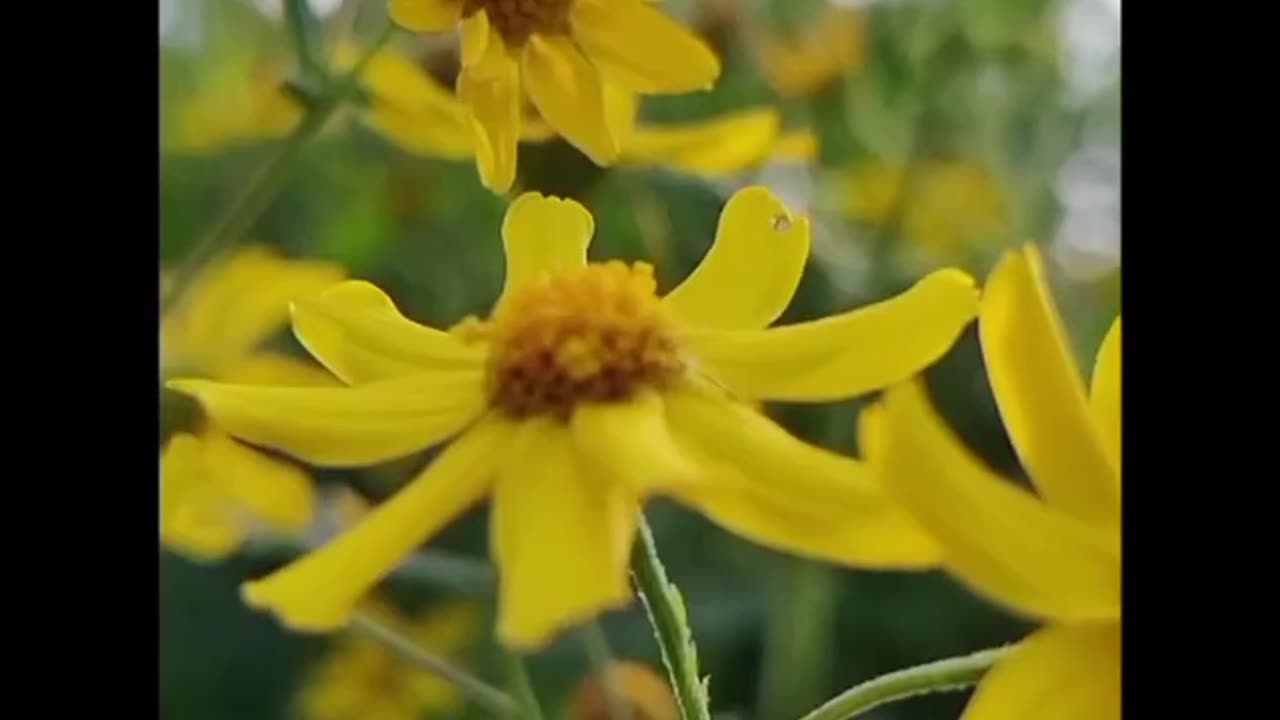 meditation music with flower, meditation music with flower, #Meditation