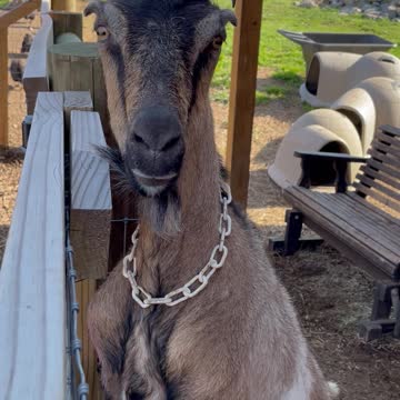 GOAT Destiny Shouting 04.2022