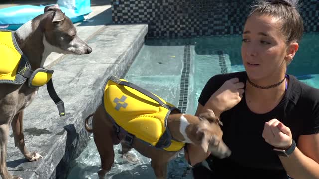 The process of teaching Dogs How To Swim