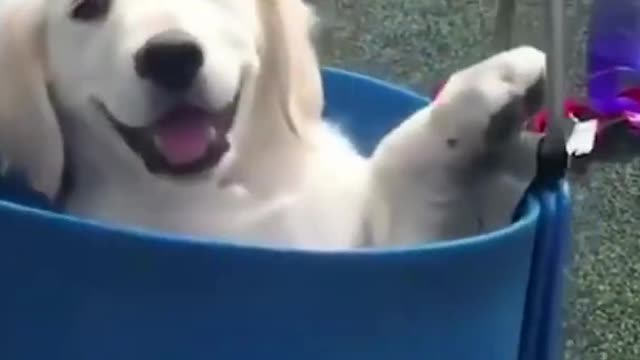 Happy Small Dog Smile