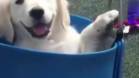 Happy Small Dog Smile