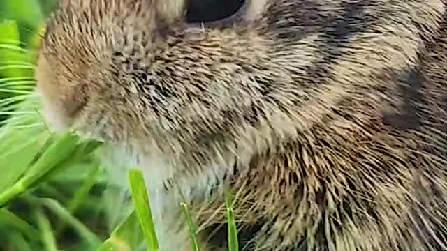 Cute bunny eating grass in the lush forest