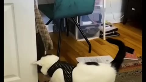 Funny cats